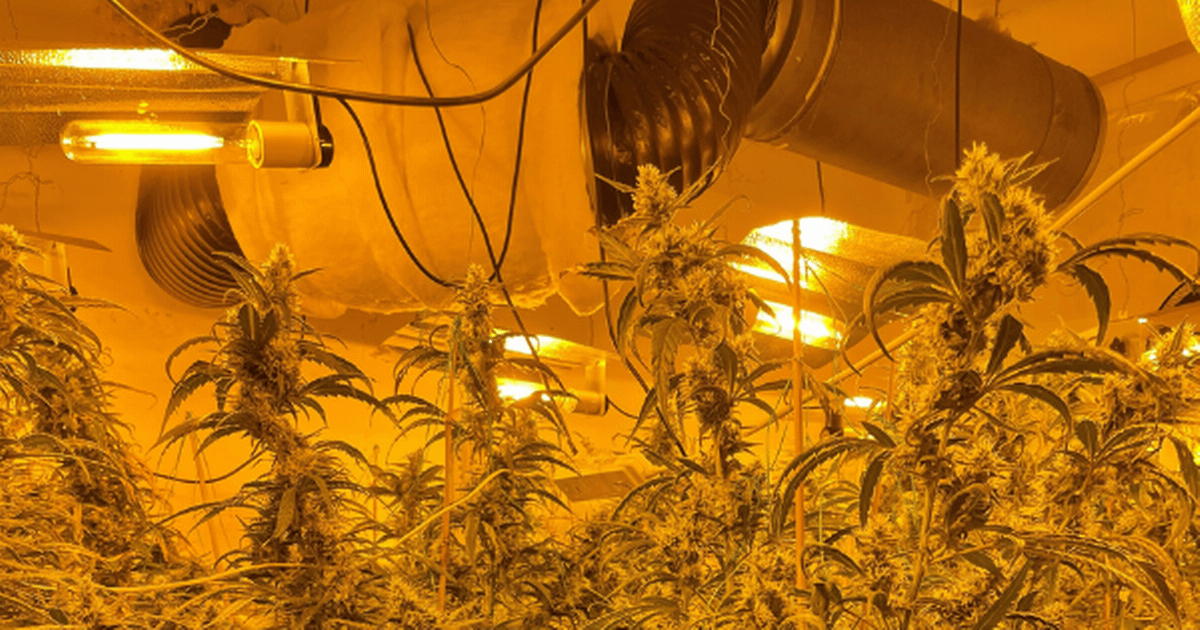 Cannabis factories dismantled and eight arrested in Bedfordshire Police raids