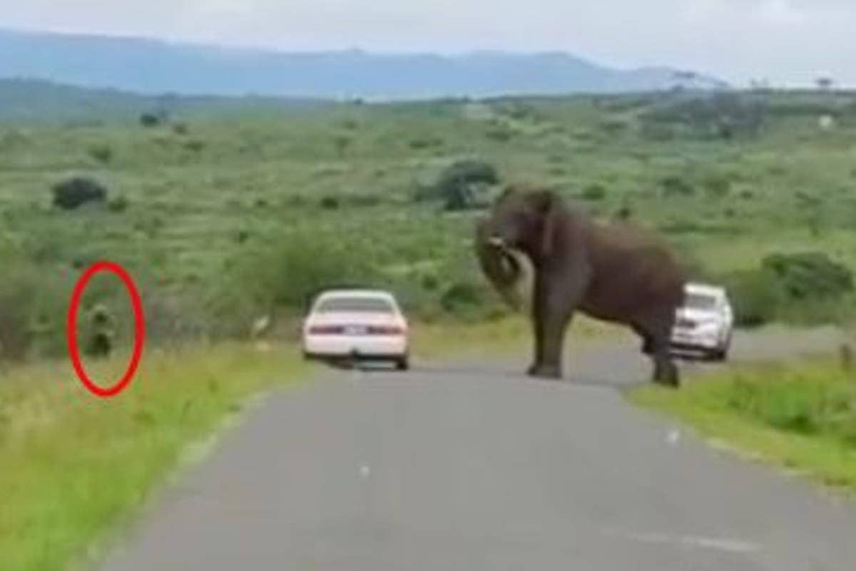 South Africa: Tourist flees bull elephant by escaping car and running into lion-infested wilderness