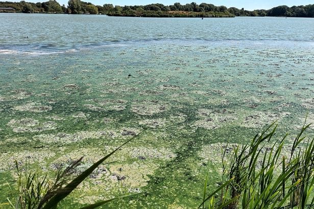 Bedford Borough Council issues warning over blue-green algae