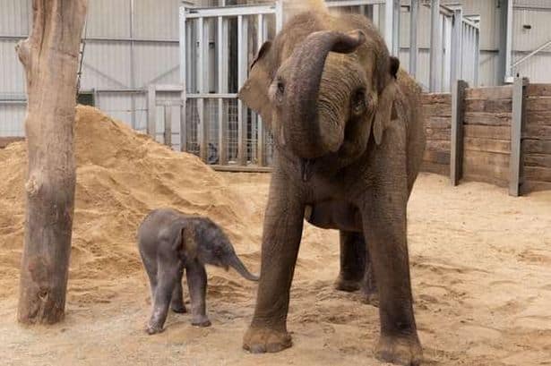 Whipsnade Zoo welcomes newest resident as adorable baby elephant is born