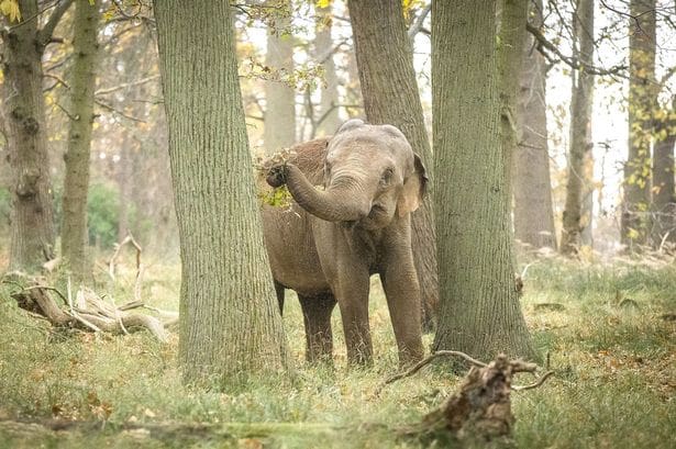 Woburn Safari Park offering VIP Experience to walk with the elephants and celebrate World Elephant Day