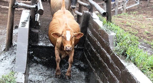 1200 farmers arrested this year for not dipping their cattle | Zim News