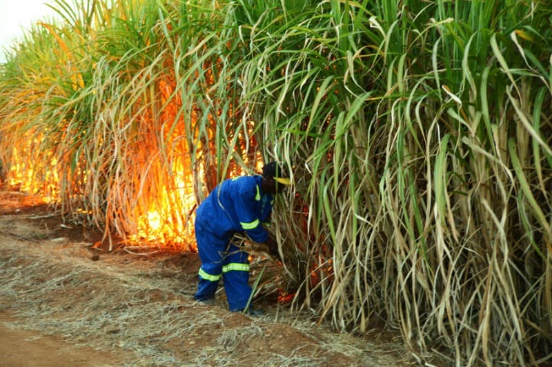 Hippo Valley secures US$5.2m for sugarcane scheme | Zim News